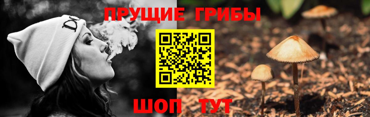 Псилоцибиновые грибы Psilocybine cubensis Искитим